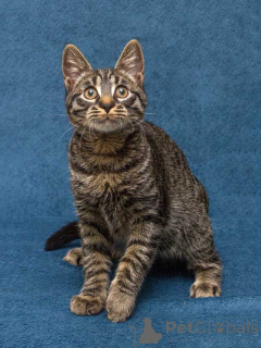 Photo №2 to announcement № 163837 for the sale of  - buy in Russian Federation private announcement