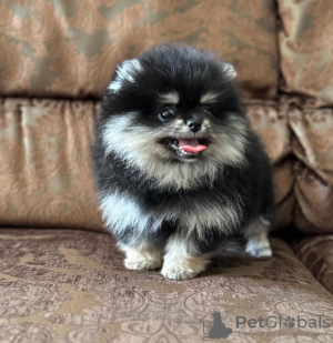 Photo №2 to announcement № 119903 for the sale of pomeranian - buy in Belgium breeder