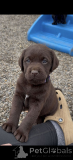 Photo №2 to announcement № 168393 for the sale of labrador retriever - buy in Netherlands breeder