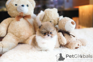 Photo №3. Dean Janet Kay puppies house. United States