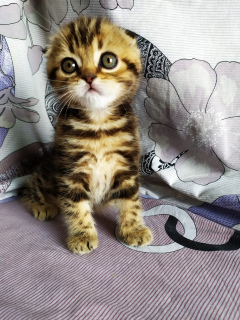 Photo №1. scottish fold - for sale in the city of Donetsk | 596$ | Announcement № 6291