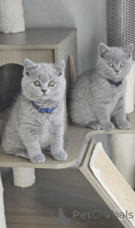 Photo №1. british shorthair - for sale in the city of Bertrand | 400$ | Announcement № 170718