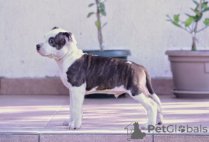 Photo №3. American Staffordshire Terrier. Serbia