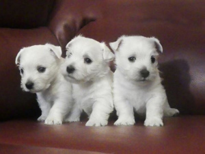 Photo №1. west highland white terrier - for sale in the city of Baranovichi | 331$ | Announcement № 1455