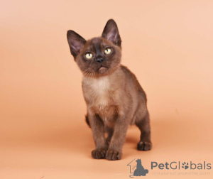 Photo №1. burmese cat - for sale in the city of Berchtesgaden | 361$ | Announcement № 173520