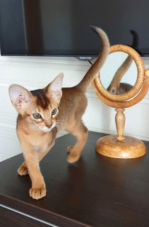 Photo №1. abyssinian cat - for sale in the city of Minsk | Negotiated | Announcement № 802
