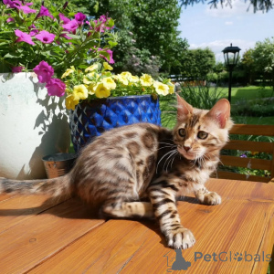 Photo №3. Exquisite Bengal Kitten Stunning Rosettes, Pedigree Quality, Ready for New Home. Germany