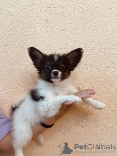 Photo №3. Papillon puppies boys.. Belarus