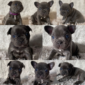 Photo №1. french bulldog - for sale in the city of Принс Эдуард | 800$ | Announcement № 8652