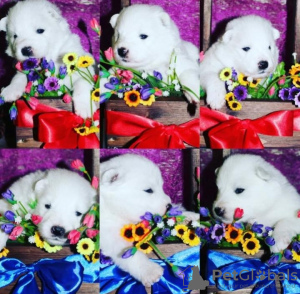 Photo №2 to announcement № 8499 for the sale of samoyed dog - buy in Russian Federation from nursery