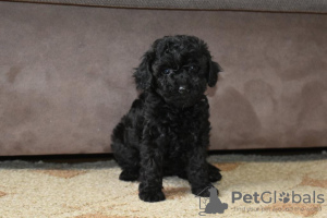 Photo №3. Toy poodle boys and girls. Lithuania