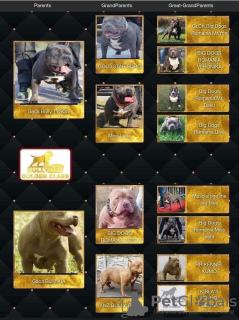 Photo №4. I will sell american bully in the city of Mladenovac. breeder - price - negotiated