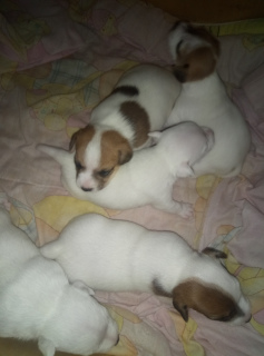 Photo №1. jack russell terrier - for sale in the city of Novodvinsk | 15905$ | Announcement № 3940