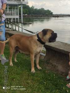 Photo №1. bullmastiff - for sale in the city of Subotica | 528$ | Announcement № 105253