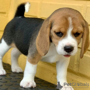 Photo №3. Beagle-Welpen abzugeben. Austria