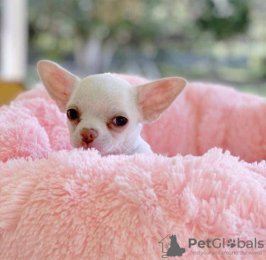 Additional photos: chihuahua baby