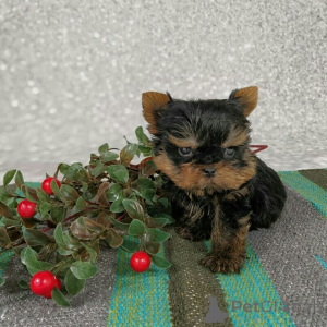 Photo №3. Entzückende Yorkshire-Terrier-Welpen suchen ein liebevolles Zuhause!. Germany