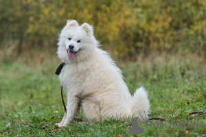 Photo №1. non-pedigree dogs - for sale in the city of Москва | Is free | Announcement № 93058