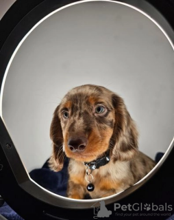 Photo №1. dachshund - for sale in the city of Fort Caswell | 300$ | Announcement № 107215