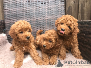 Photo №3. Cute Toy poodle puppies available for free adoption. Germany