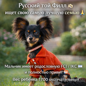 Photo №3. Beautiful gentle little boy of small size without marriage with pedigree. Israel