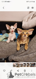 Photo №2 to announcement № 77492 for the sale of oriental shorthair - buy in Israel from nursery