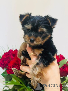 Photo №1. yorkshire terrier - for sale in the city of Brno | 9412$ | Announcement № 151783