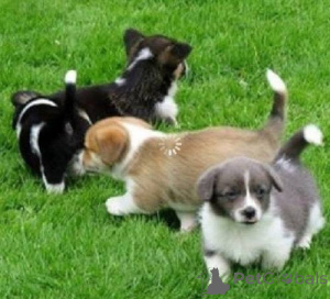 Photo №2 to announcement № 136957 for the sale of welsh corgi - buy in Switzerland breeder