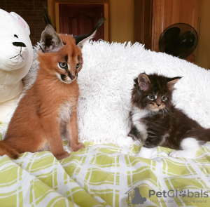 Additional photos: caracal kittens