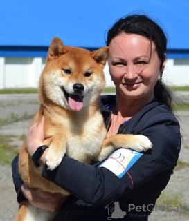 Additional photos: Shiba Inu puppy boy from KUMIKO YOSHI kennel