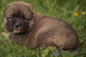 Photo №4. I will sell caucasian shepherd dog in the city of Kostroma. breeder - price - negotiated