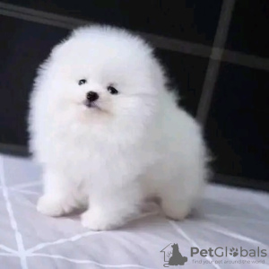 Photo №2 to announcement № 103681 for the sale of pomeranian - buy in United Kingdom private announcement