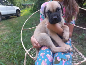 Photo №1. bullmastiff - for sale in the city of Bad Münsteerefel | negotiated | Announcement № 166368
