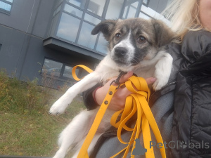 Photo №4. I will sell non-pedigree dogs in the city of St. Petersburg. private announcement - price - negotiated
