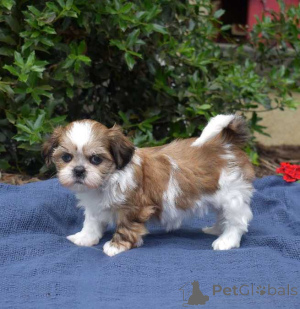 Photo №2 to announcement № 174489 for the sale of shih tzu - buy in United States 