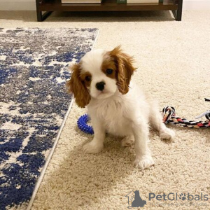 Photo №2 to announcement № 95054 for the sale of cavalier king charles spaniel - buy in Germany private announcement