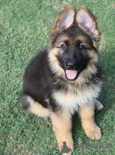 Photo №3. German Shepherd Puppies for Sale. Belgium