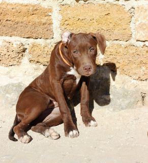 Photo №4. I will sell american pit bull terrier in the city of Москва. private announcement - price - Negotiated