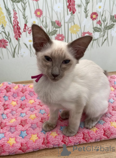 Photo №1. balinese cat - for sale in the city of Lissendorf | 361$ | Announcement № 177561