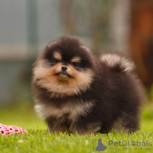 Photo №2 to announcement № 7854 for the sale of pomeranian - buy in Russian Federation from nursery, breeder