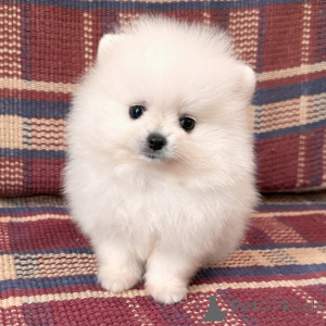 Photo №2 to announcement № 144282 for the sale of pomeranian - buy in Germany private announcement