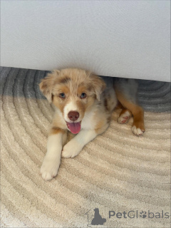 Photo №1. australian shepherd - for sale in the city of Karlsruhe | negotiated | Announcement № 159494