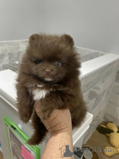 Photo №1. pomeranian - for sale in the city of Dubai | negotiated | Announcement № 35897