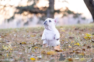 Additional photos: French Bulldog puppies, available for sale