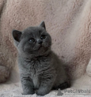 Photo №2 to announcement № 87605 for the sale of british shorthair - buy in United States private announcement