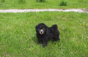 Photo №2 to announcement № 7005 for the sale of puli - buy in Russian Federation private announcement, breeder