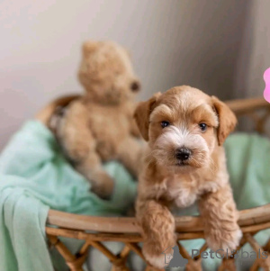 Photo №2 to announcement № 139069 for the sale of giant schnauzer - buy in Germany breeder