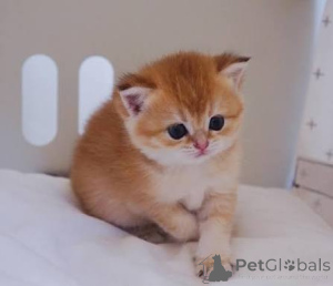 Photo №1. british shorthair - for sale in the city of Crewe | negotiated | Announcement № 173797