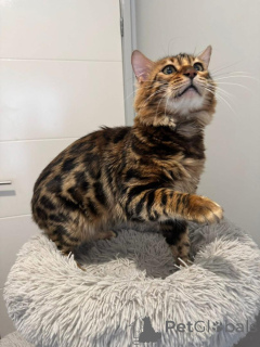 Photo №3. Beautiful Bengal Kittens Ready for Their Forever Homes. Switzerland