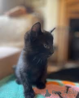 Photo №4. I will sell bombay cat in the city of Helsinki. private announcement, breeder - price - 599$